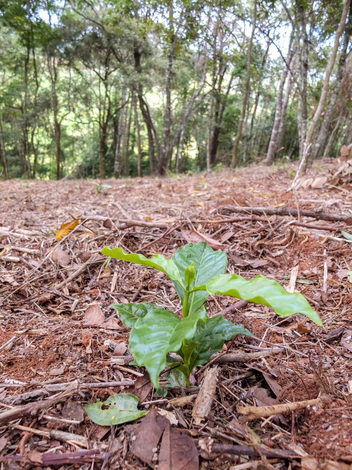 Tupi wird im Wald angebaut
