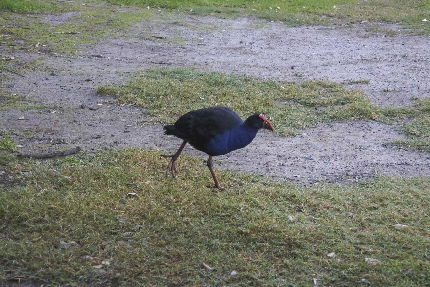 CathedralCove-DSC_5203-b-kl