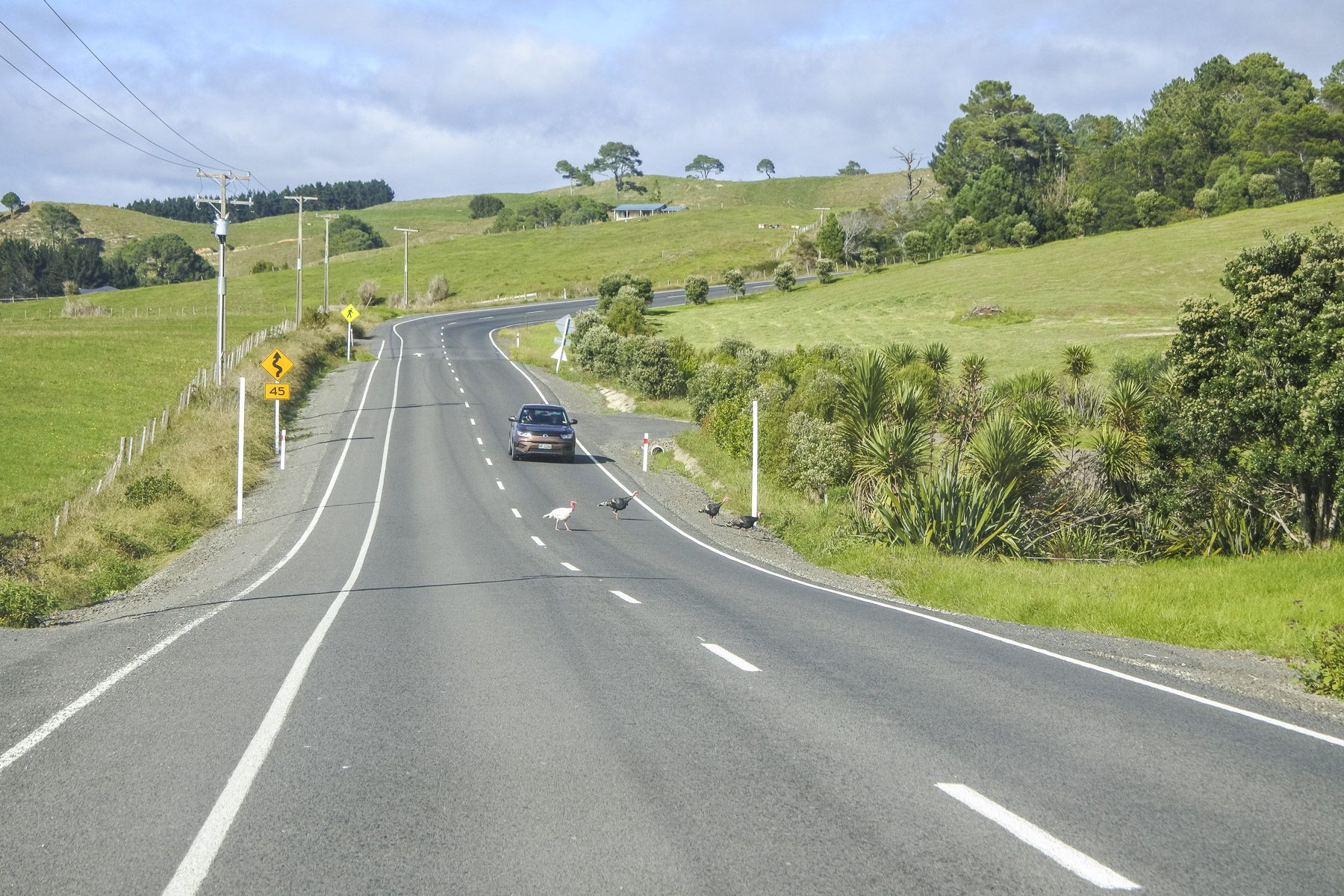 Coromandel-DSC_5374-b-kl