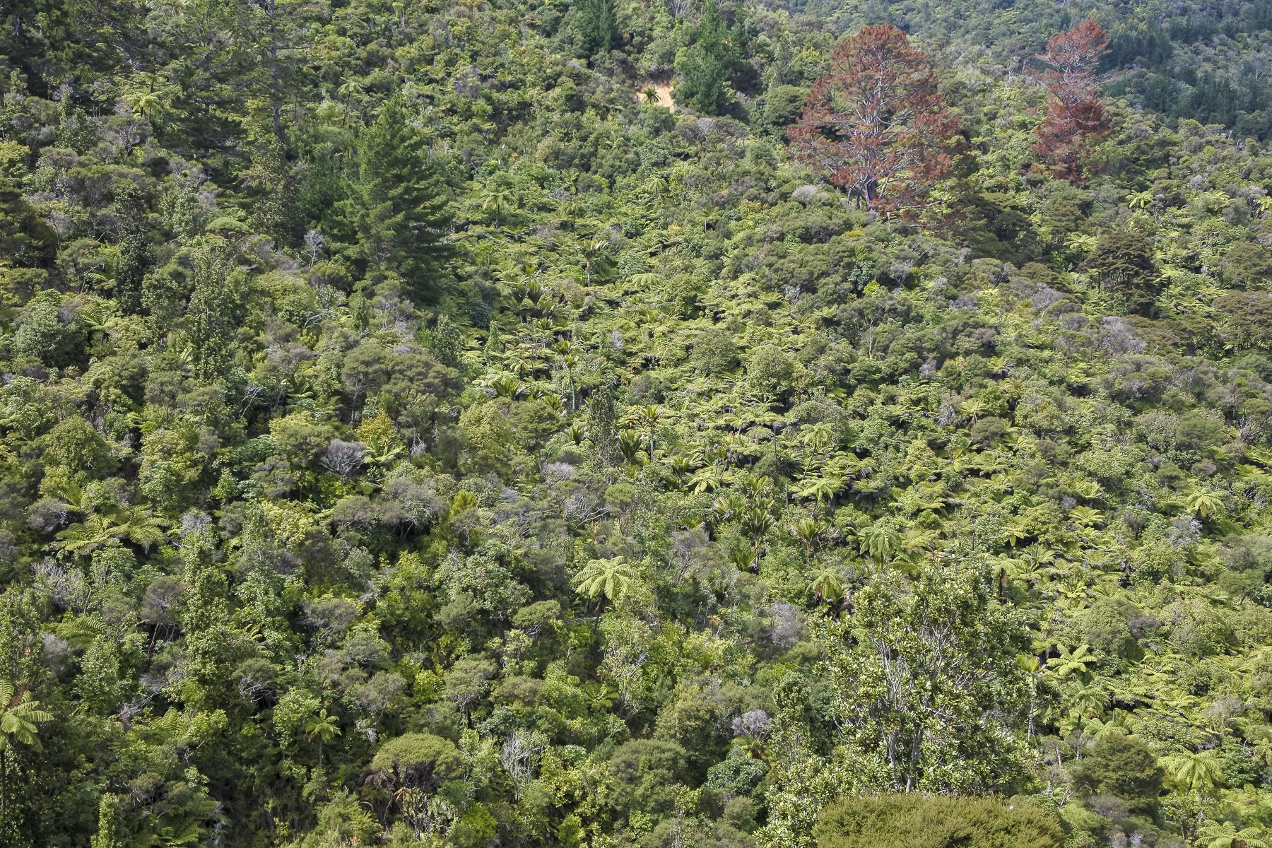 Coromandel-DSC_5426-b-kl
