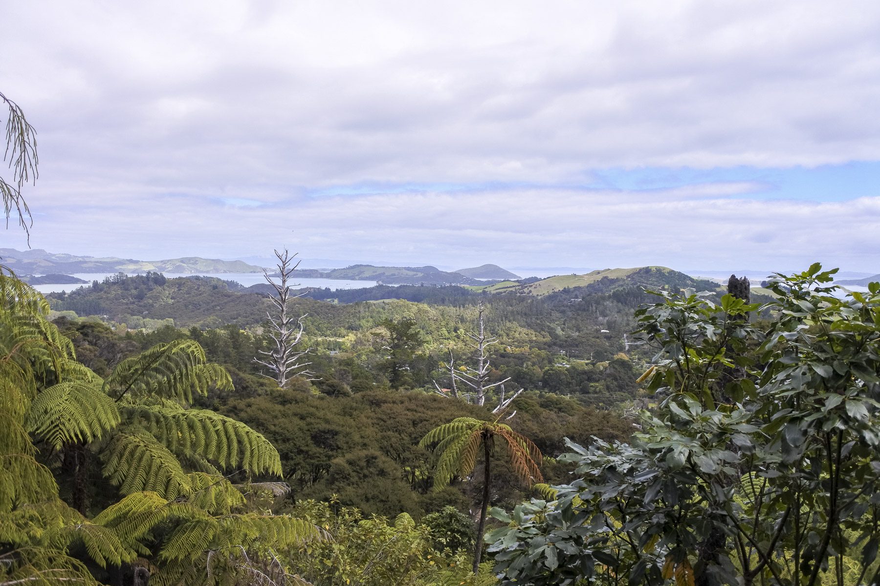Coromandel-DSC_5432-b-kl