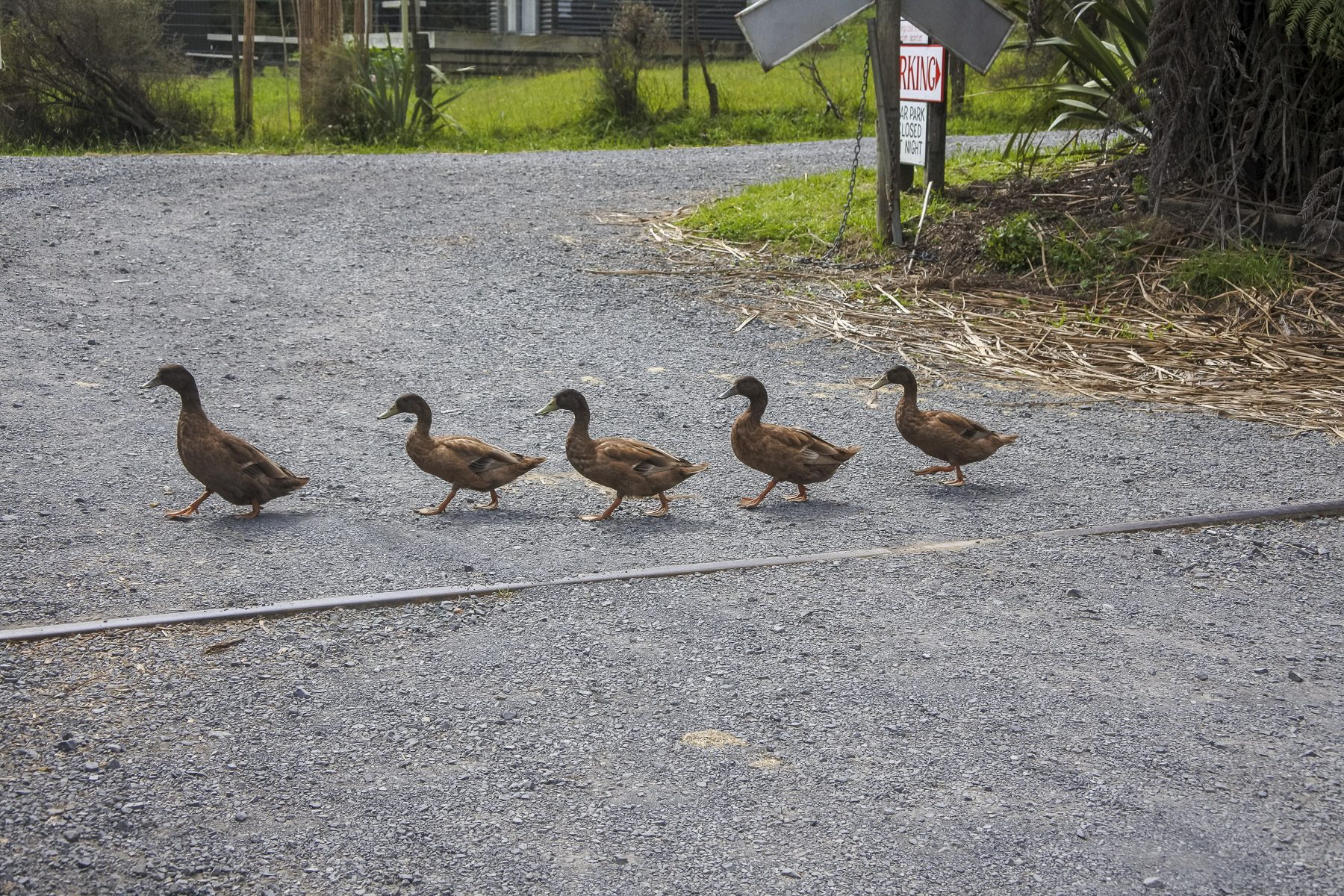 Coromandel-DSC_5443-b-kl