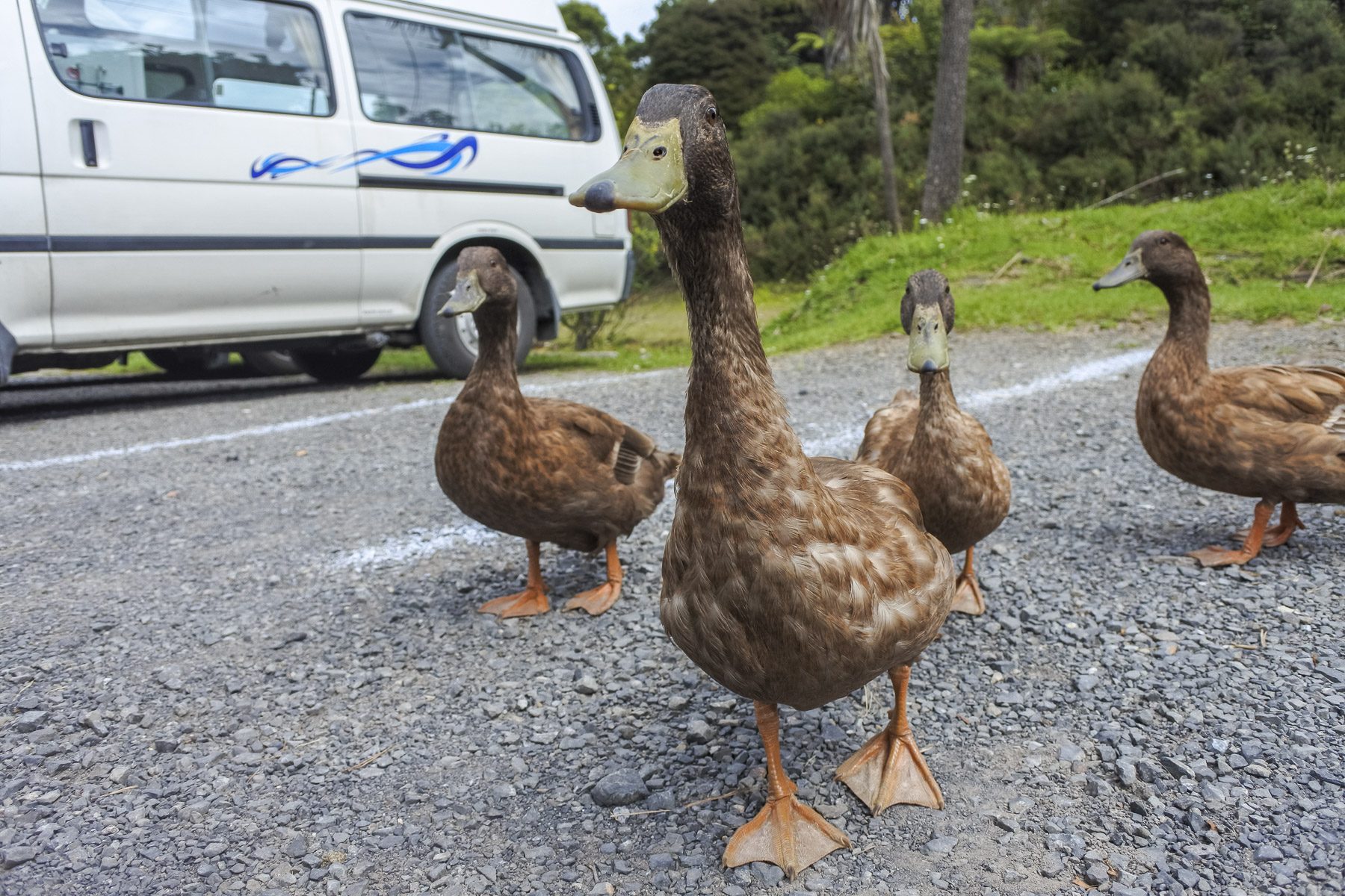 Coromandel-DSC_5445-b-kl