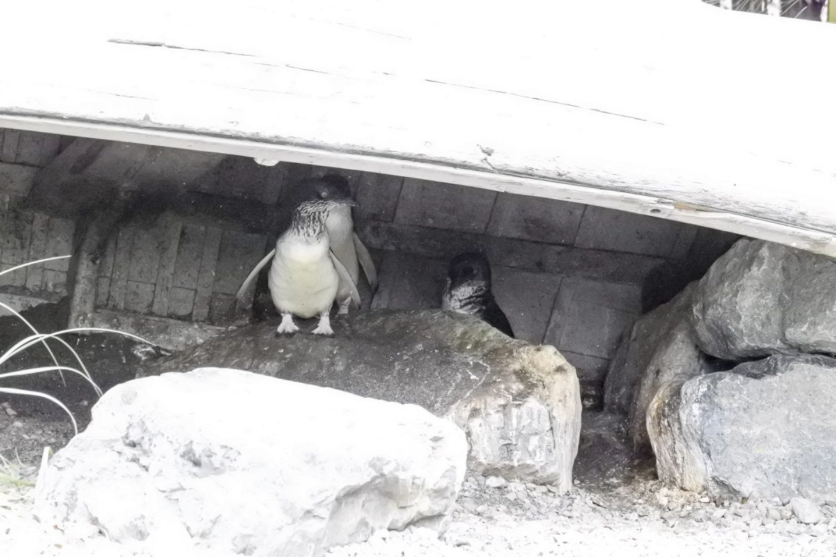 Blue Penguins: Haben wir in der Natur schon gesehen