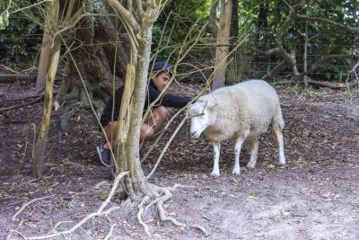 Michael streichelt ein Schaf