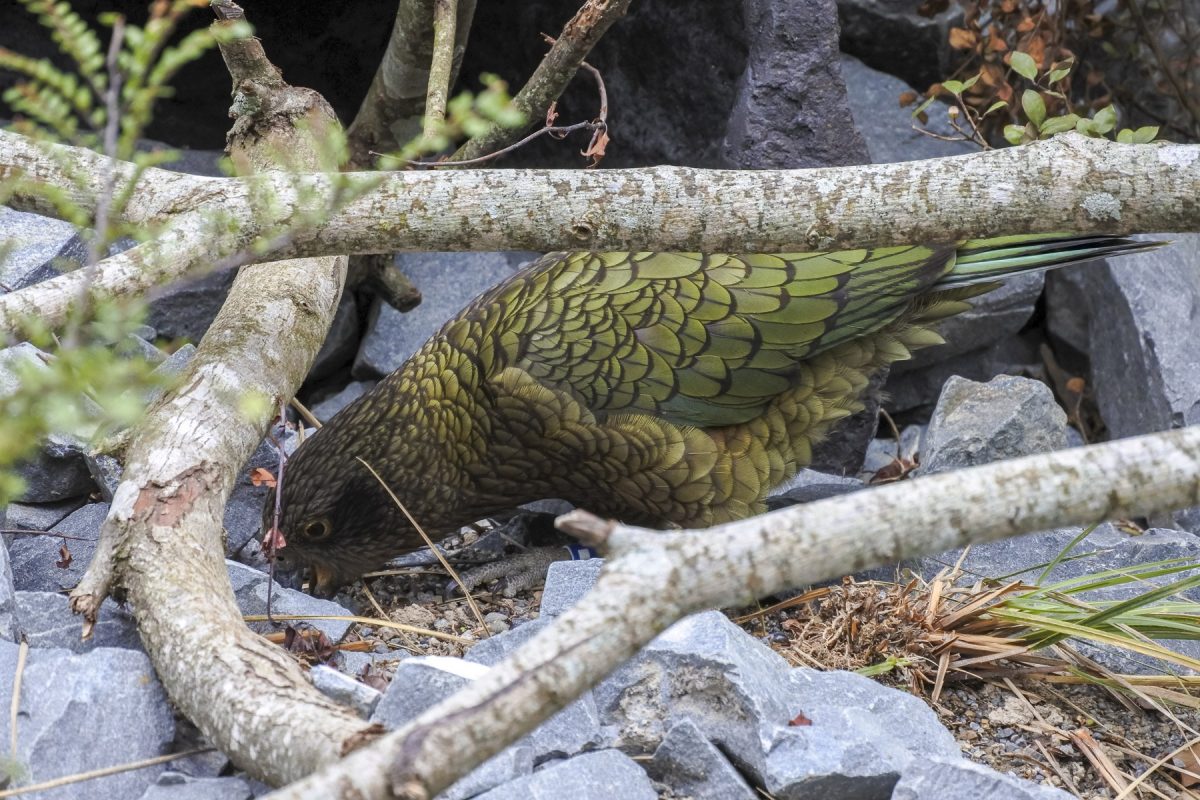 Papagei Kea (lebt im Gebirge Neuseelands)