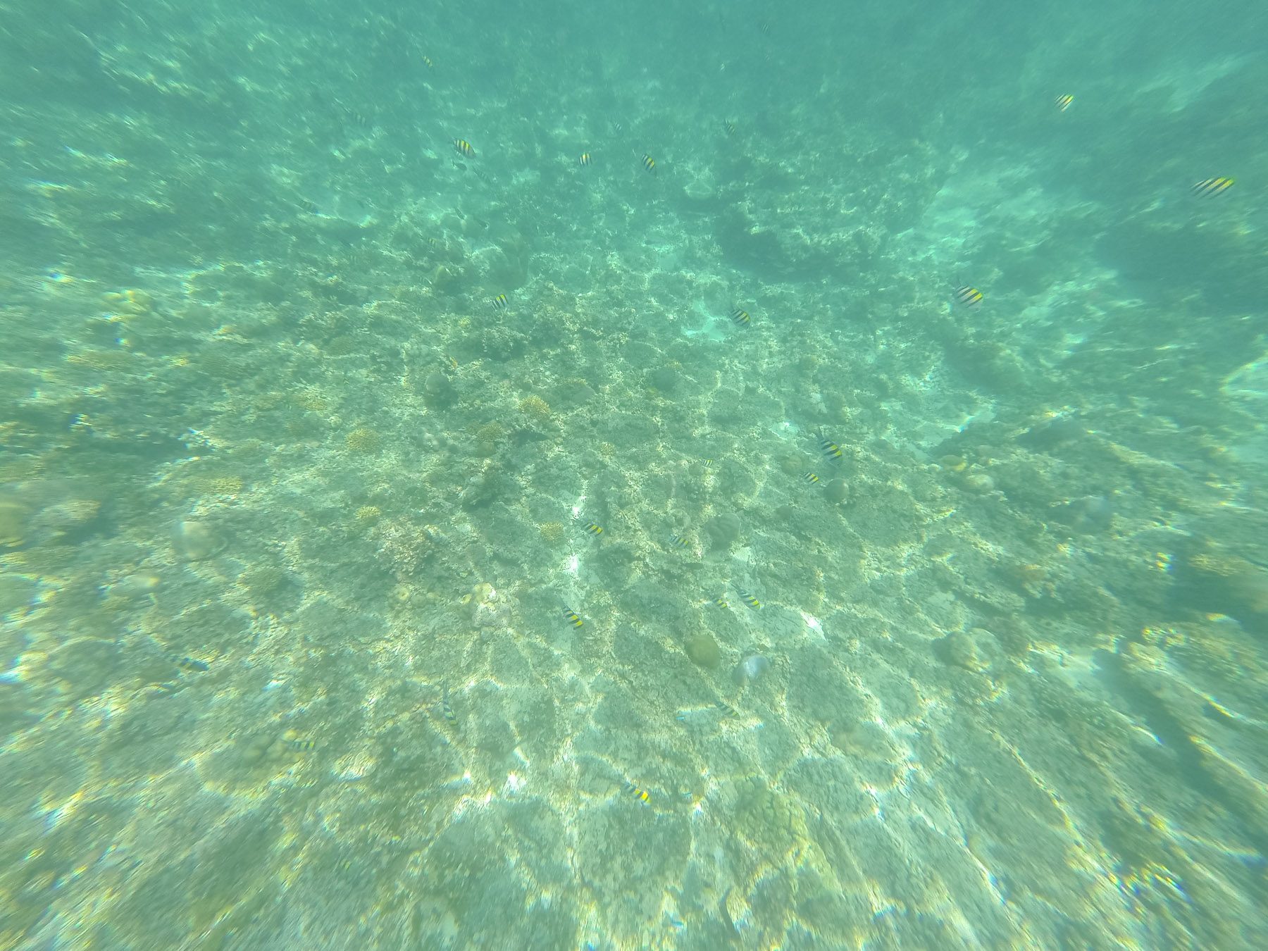 DCIM101GOPRO