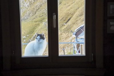Katze beim Berggasthaus Tierwis